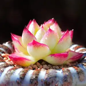 梦幻女王多肉植物罕见稀有贵货室内花卉组合盆栽迷你萌肉多肉老桩