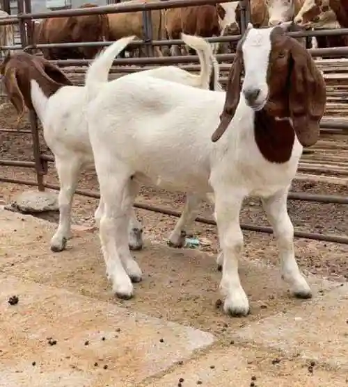 哪里有波尔山羊多少钱一只