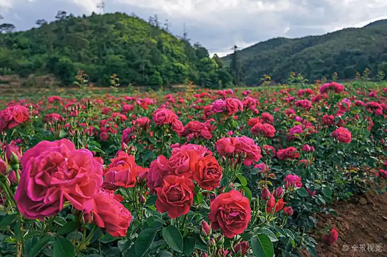 云南玫瑰花基地_图片大全—全景创意图库(quanjing.
