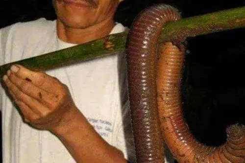 这种巨型蚯蚓的身长普遍比蛇都长,基本上都在超过了1米,而其中最长的