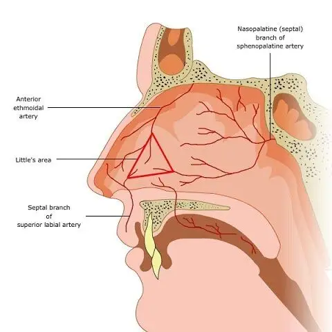 红色区域为黎氏区(littles area)