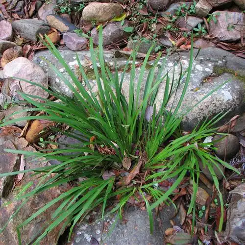 石菖蒲安神的功效与作用有哪些有什么作用