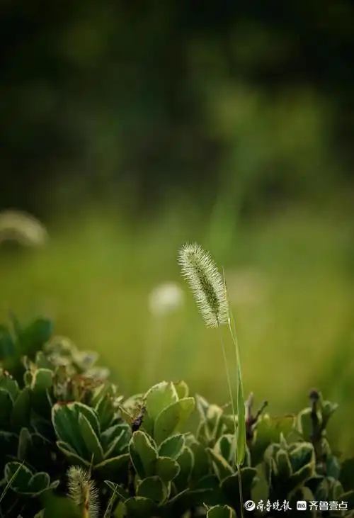 晨起"湖"拍,阳光下的小草装点着秋天