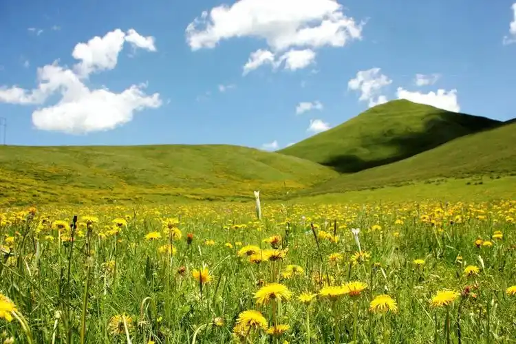 【甘南景点图片】桑科草原