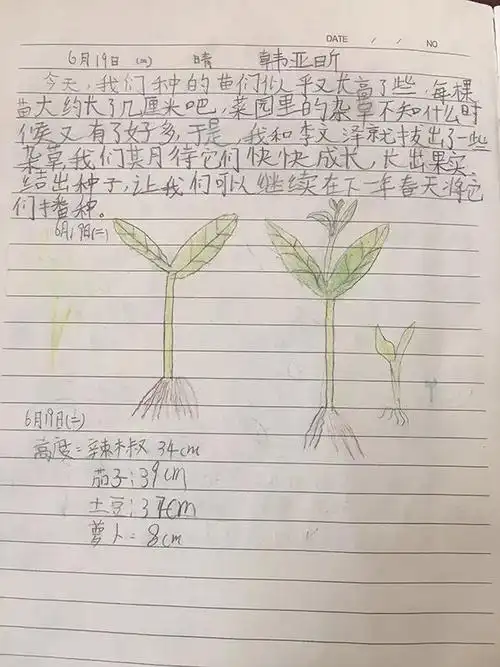 浇水学校为各班提供了新鲜多样的菜苗和种子:油菜花,黄瓜,辣椒苗,茄子