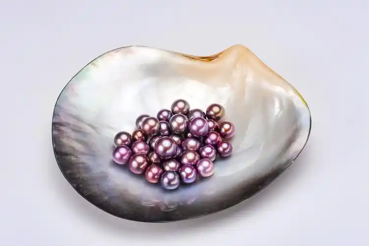 多彩珍珠蚌多拍多送