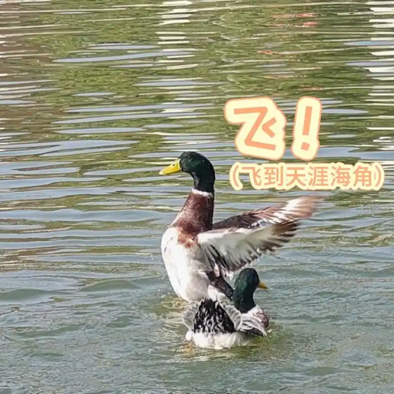 鸭08们的特写加独白.