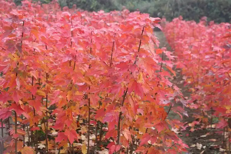 美国红枫-独具一格的枫彩_新品种