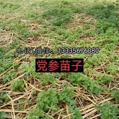 今日党参苗的价格