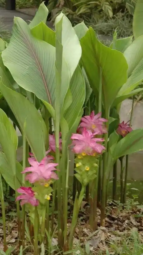 莪术(姜科姜黄属植物)