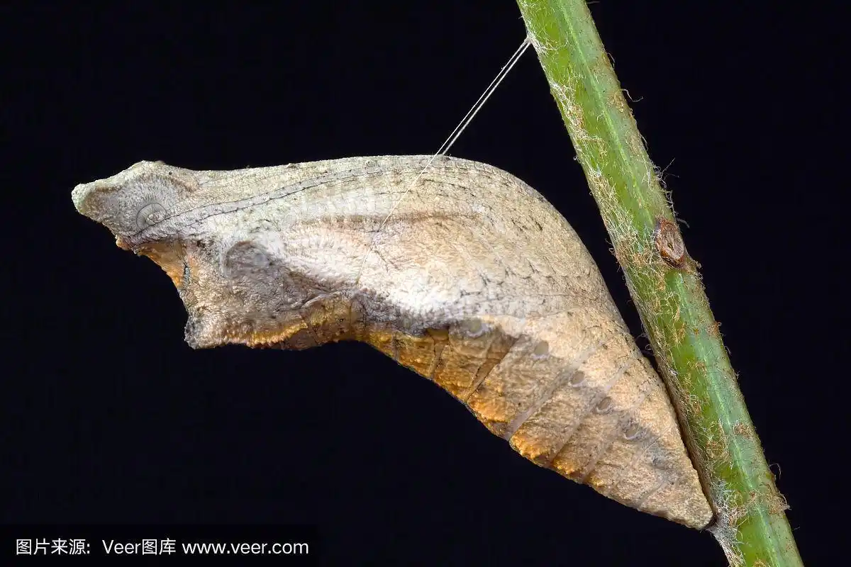 黑色背景上的蝴蝶蛹