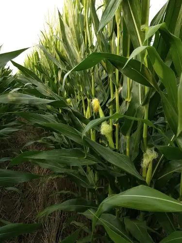 2018年各种玉米品种授粉期在张侯村的长势