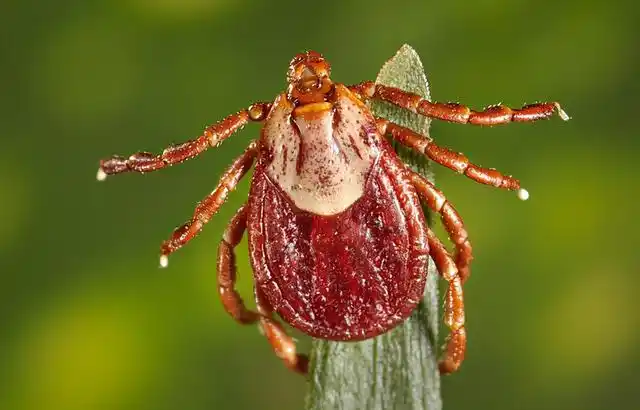 研究显示:气候变暖会导致,蜱虫从狗的身上转移到人类身上