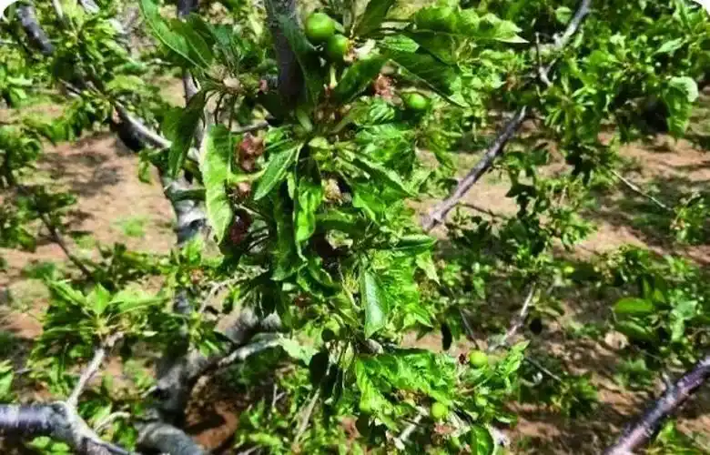 樱桃病毒病的讲解