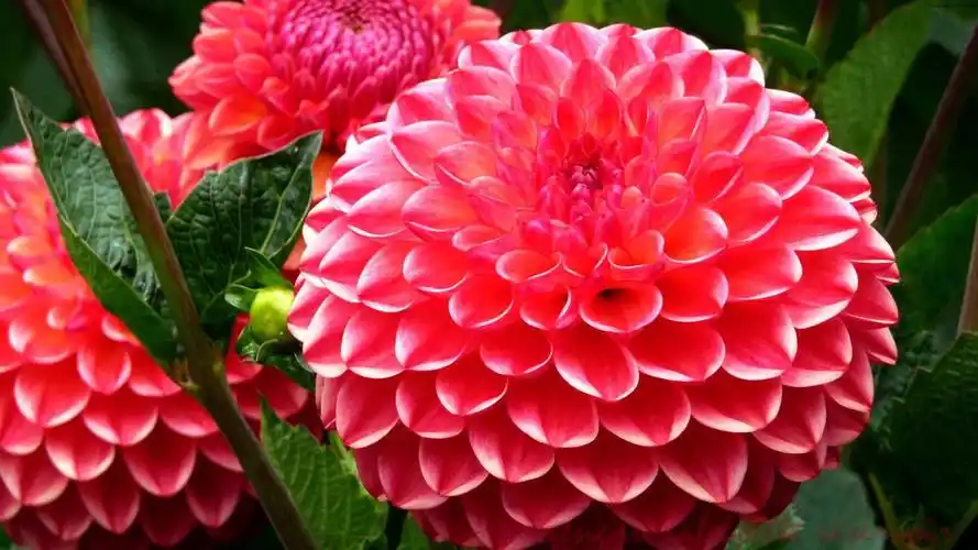 百花争艳,多彩多姿,美不胜收.