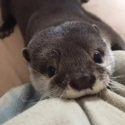 超萌水獭的可爱日常,与猫咪还有难分难舍的手足情