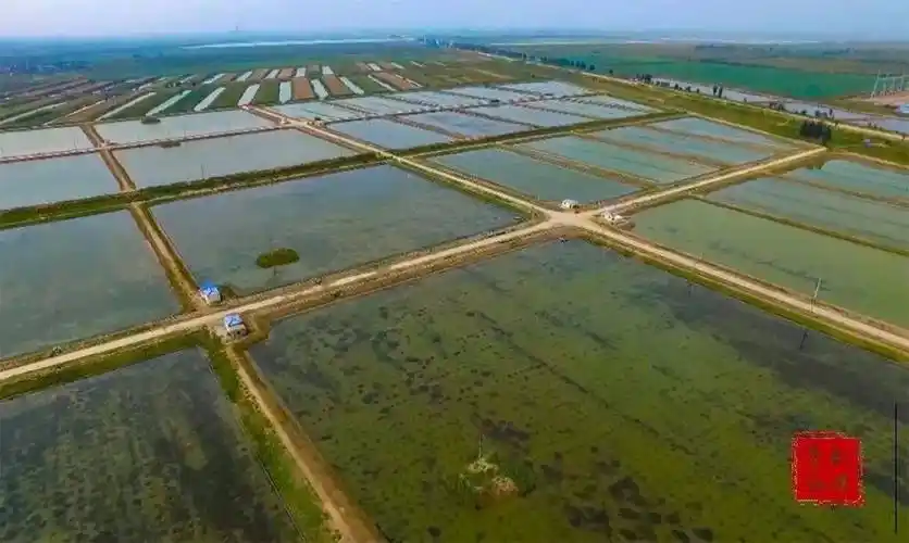 "蟹"逅垦利 黄河口大闸蟹开捕节即将启动_养殖_产业_发展