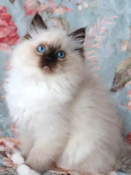 海豹手套布偶猫真是可爱呀