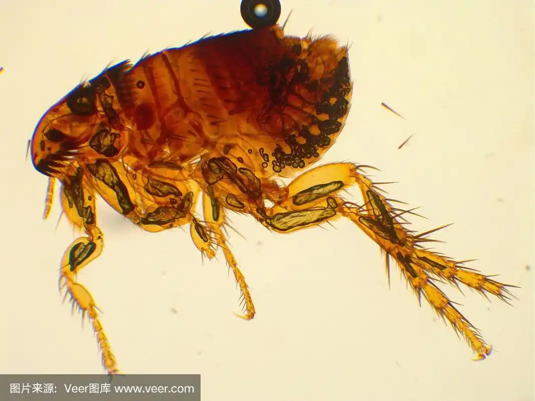 显微镜下的猫跳蚤.40 x放大.