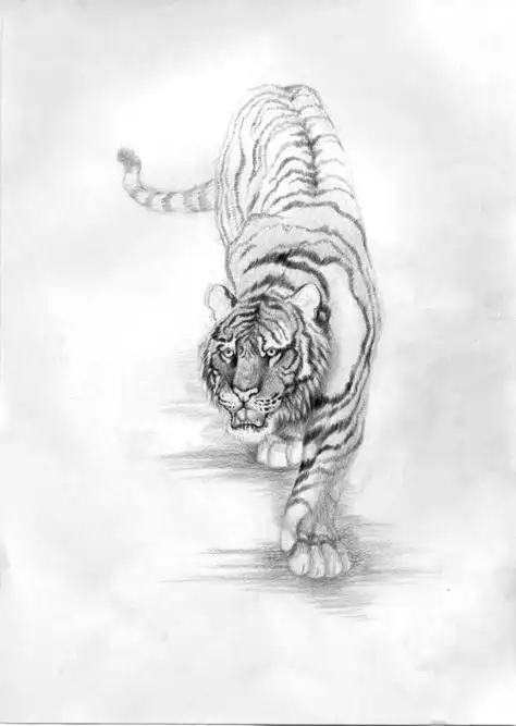 画老虎素描简笔画