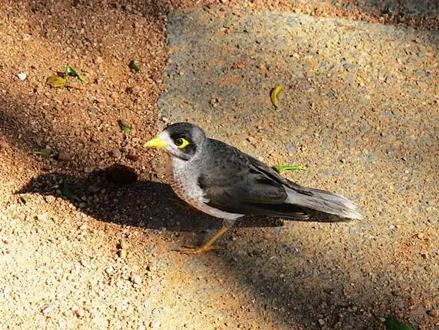 眼超超 之 黄嘴鸟