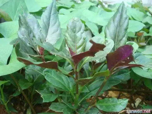 相关话题 紫背菜别名:红凤菜(台湾)两色三七草(海南植物志),红菜(台湾