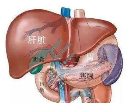 "隐居"在腹膜后的胰腺是一个后腹膜器官,解剖位置深,表面有胃肠道覆盖