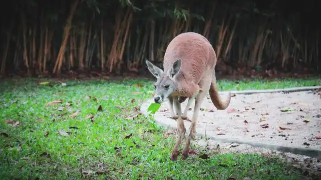 动物园里的袋鼠图片
