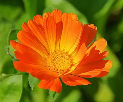 金盏花图片_金盏花图片大全_金盏花图片素材