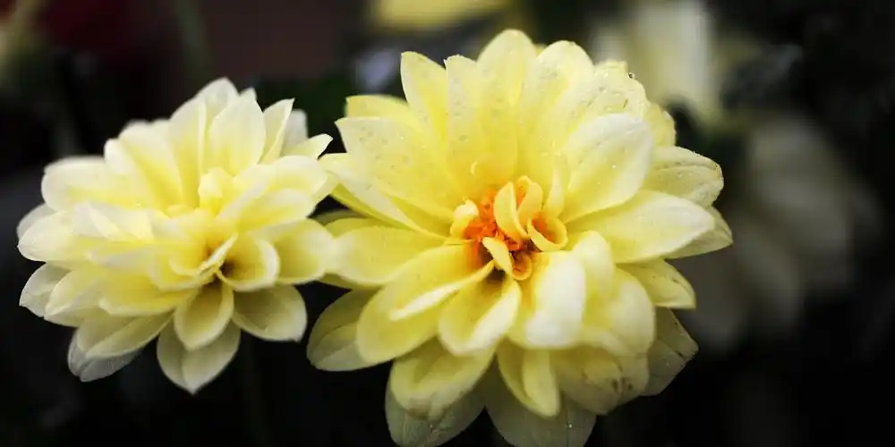 10种代表夏天的植物夏天最特别的植物