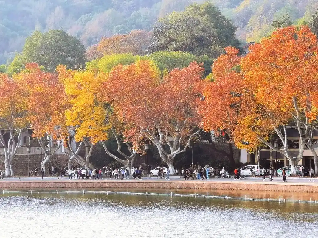 法国梧桐.11月到12月中旬梧桐树树叶会逐渐变成金黄色,我觉 - 抖音