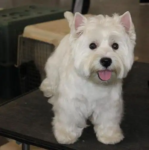 西高地白梗的品种介绍与喂养方法