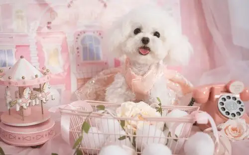 可爱的萌萌哒泰迪犬,高清图片,电脑桌面-壁纸族