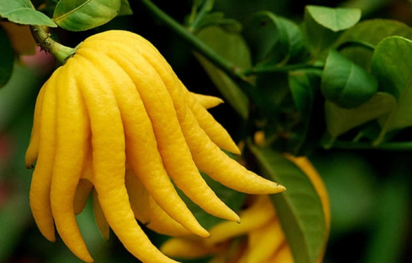 称兰佛手(主产地在兰溪县),产福建的称闽佛手,产广东和广西的称广佛手