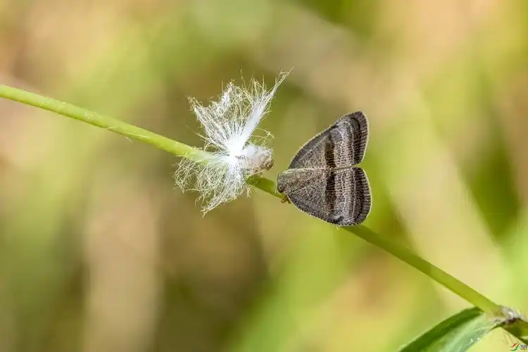 老少相遇(广翅蜡蝉)