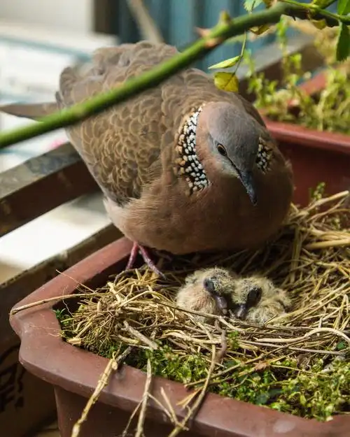 共同的家园——野生鸟类珠颈小斑鸠出生记
