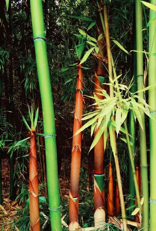 成都望江公园的竹子