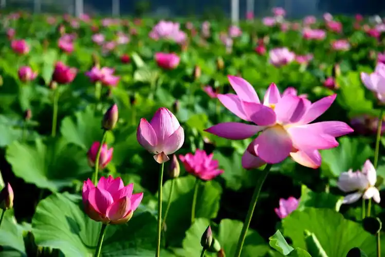 万新村荷塘荷花盛开