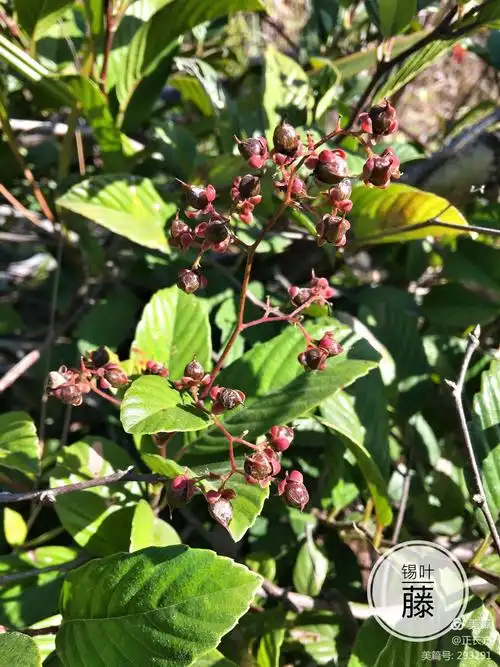 其它 【山野自然笔记】乡土植物深圳马峦山 写美篇锡叶藤 五桠果科 锡