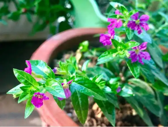 孔雀蓝花怎么养(孔雀蓝花养殖)_植物知识网