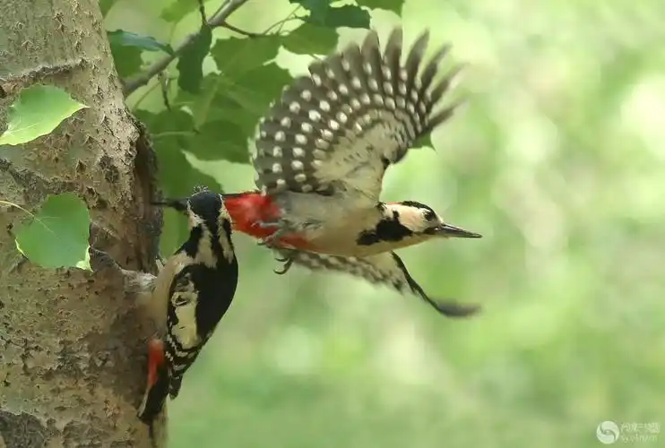 啄木鸟育雏忙-生态微距-光影中国网-36.01ny.cn - powered by discuz!