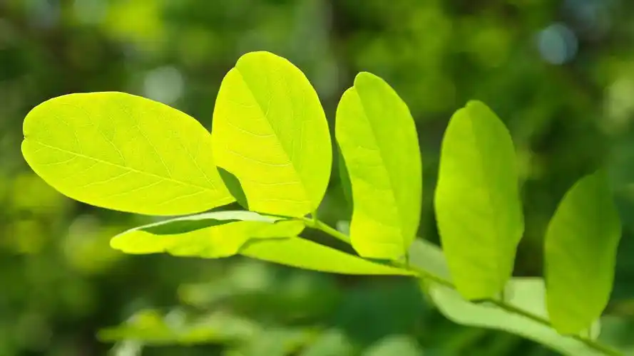 绿色树叶护眼清新壁纸- mac壁纸下载,高清壁纸,绿色护眼壁纸macv