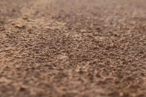 土壤,在沙子里,户外