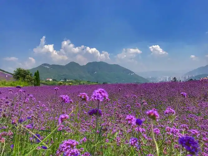 黔北花海,又称杉坪花海.