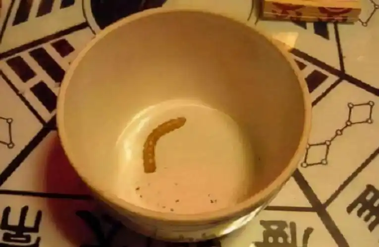 苗族蛊术的种类有很多,比较常见的有虫蛊,蝎蛊,蛇蛊,犬蛊,蛤蟆蛊等等.