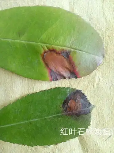 红叶石楠病虫害防治和日常养护石楠天牛吉丁虫防治石楠防冻害枯死干叶