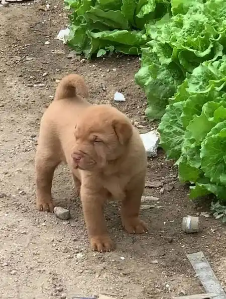 潮汕五红犬,母,圆头短嘴,虎背熊腰,耳能立,大骨架-度小视