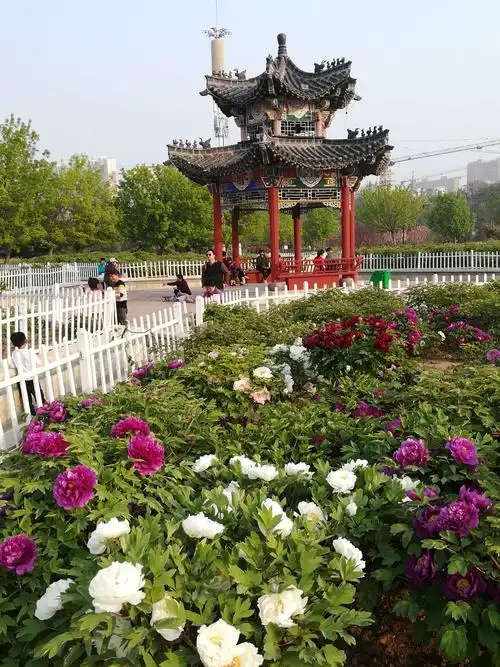 游山东荷泽曹州牡丹园