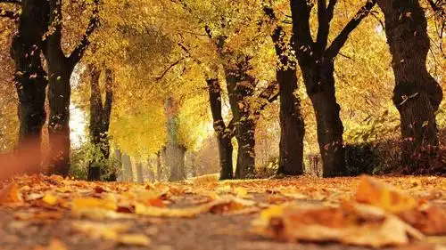 唯美秋季满地落叶图片高清原图查看