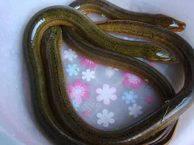 【】东南亚野生大黄鳝,大鳝鱼批发 半斤以上纯正野生寻找大户合作